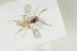  ( - HYMNI1392)  @11 [ ] CreativeCommons - Attribution Non-Commercial Share-Alike (2016) Arnstein Staverlokk Norwegian Institute of Nature Research
