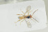 ( - HYMNI1393)  @12 [ ] CreativeCommons - Attribution Non-Commercial Share-Alike (2016) Arnstein Staverlokk Norwegian Institute of Nature Research