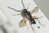  ( - HYMNI1326)  @13 [ ] CreativeCommons - Attribution Non-Commercial Share-Alike (2016) Arnstein Staverlokk Norwegian Institute of Nature Research