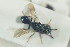  (Chrysolampidae - HYMNI1407)  @12 [ ] CreativeCommons - Attribution Non-Commercial Share-Alike (2016) Arnstein Staverlokk Norwegian Institute of Nature Research