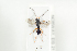  ( - HYMNI1985)  @13 [ ] CreativeCommons - Attribution Non-Commercial Share-Alike (2017) Arnstein Staverlokk Norwegian Institute of Nature Research