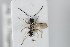  ( - HYMNI373)  @12 [ ] CreativeCommons - Attribution Non-Commercial Share-Alike (2014) Arnstein Staverlokk Norwegian Institute of Nature Research