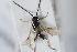  ( - HYMNI383)  @13 [ ] CreativeCommons - Attribution Non-Commercial Share-Alike (2014) Arnstein Staverlokk Norwegian Institute of Nature Research