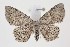  (Cyclophora pendularia - BC_LSNOE_Lep_00884)  @14 [ ] CreativeCommons - Attribution Non-Commercial Share-Alike (2018) Wolfgang Stark Landessammlungen Niederösterreich