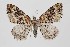  (Xanthorhoe spadicearia - BC_LSNOE_Lep_00969)  @15 [ ] CreativeCommons - Attribution Non-Commercial Share-Alike (2018) Wolfgang Stark Landessammlungen Niederösterreich