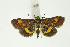  ( - BC_LSNOE_Lep_01156)  @14 [ ] CreativeCommons - Attribution Non-Commercial Share-Alike (2018) Wolfgang Stark Landessammlungen Niederösterreich