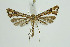  (Platyptilia picardi - BC_LSNOE_Lep_01220)  @11 [ ] CreativeCommons - Attribution Non-Commercial Share-Alike (2018) Wolfgang Stark Landessammlungen Niederösterreich