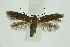  ( - BC_LSNOE_Lep_01279)  @11 [ ] CreativeCommons - Attribution Non-Commercial Share-Alike (2018) Wolfgang Stark Landessammlungen Niederösterreich