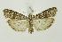 ( - BC_LSNOE_Lep_01316)  @14 [ ] CreativeCommons - Attribution Non-Commercial Share-Alike (2018) Wolfgang Stark Landessammlungen Niederösterreich