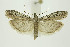  ( - BC_LSNOE_Lep_01321)  @14 [ ] CreativeCommons - Attribution Non-Commercial Share-Alike (2018) Wolfgang Stark Landessammlungen Niederösterreich