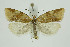  ( - BC_LSNOE_Lep_01355)  @11 [ ] CreativeCommons - Attribution Non-Commercial Share-Alike (2018) Wolfgang Stark Landessammlungen Niederösterreich