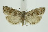  (Epiblema mendiculana - BC_LSNOE_Lep_01368)  @11 [ ] CreativeCommons - Attribution Non-Commercial Share-Alike (2018) Wolfgang Stark Landessammlungen Niederösterreich
