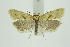  (Aethes smeathmanniana - BC_LSNOE_Lep_01412)  @14 [ ] CreativeCommons - Attribution Non-Commercial Share-Alike (2018) Wolfgang Stark Landessammlungen Niederösterreich