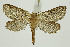  ( - BC_LSNOE_Lep_01422)  @14 [ ] CreativeCommons - Attribution Non-Commercial Share-Alike (2018) Wolfgang Stark Landessammlungen Niederösterreich