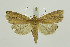  ( - BC_LSNOE_Lep_01424)  @12 [ ] CreativeCommons - Attribution Non-Commercial Share-Alike (2018) Wolfgang Stark Landessammlungen Niederösterreich