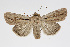  ( - BC_LSNOE_Lep_01426)  @11 [ ] CreativeCommons - Attribution Non-Commercial Share-Alike (2018) Wolfgang Stark Landessammlungen Niederösterreich