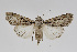  ( - BC_LSNOE_Lep_01428)  @11 [ ] CreativeCommons - Attribution Non-Commercial Share-Alike (2018) Wolfgang Stark Landessammlungen Niederösterreich