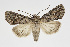  ( - BC_LSNOE_Lep_01433)  @11 [ ] CreativeCommons - Attribution Non-Commercial Share-Alike (2018) Wolfgang Stark Landessammlungen Niederösterreich