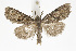  ( - BC_LSNOE_Lep_01449)  @11 [ ] CreativeCommons - Attribution Non-Commercial Share-Alike (2018) Wolfgang Stark Landessammlungen Niederösterreich