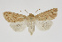  ( - BC_LSNOE_Lep_01450)  @13 [ ] CreativeCommons - Attribution Non-Commercial Share-Alike (2018) Wolfgang Stark Landessammlungen Niederösterreich