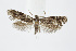  ( - BC_LSNOE_Lep_01508)  @11 [ ] CreativeCommons - Attribution Non-Commercial Share-Alike (2018) Wolfgang Stark Landessammlungen Niederösterreich