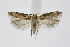  (Scrobipalpa hyoscyamella - BC_LSNOE_Lep_01512)  @11 [ ] CreativeCommons - Attribution Non-Commercial Share-Alike (2018) Wolfgang Stark Landessammlungen Niederösterreich