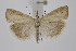  (Agriphila straminella - BC_LSNOE_Lep_01833)  @14 [ ] CreativeCommons - Attribution Non-Commercial Share-Alike (2020) Wolfgang Stark Landessammlungen Niederösterreich