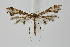  ( - BC_LSNOE_Lep_01953)  @11 [ ] CreativeCommons - Attribution Non-Commercial Share-Alike (2020) Wolfgang Stark Landessammlungen Niederösterreich