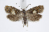  ( - BC_LSNOE_Lep_02263)  @14 [ ] CreativeCommons - Attribution Non-Commercial Share-Alike (2020) Wolfgang Stark Landessammlungen Niederösterreich
