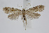  ( - BC_LSNOE_Lep_02476)  @11 [ ] CreativeCommons - Attribution Non-Commercial Share-Alike (2020) Wolfgang Stark Landessammlungen Niederösterreich