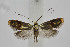  (Nemophora dumerilella - BC_LSNOE_Lep_02775)  @14 [ ] CreativeCommons - Attribution Non-Commercial Share-Alike (2020) Wolfgang Stark Landessammlungen Niederösterreich