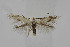  ( - BC_LSNOE_Lep_04117)  @11 [ ] CreativeCommons - Attribution Non-Commercial Share-Alike (2101) Wolfgang Stark Landessammlungen Niederösterreich