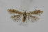  (Coleophora kroneella - BC_LSNOE_Lep_04162)  @11 [ ] CreativeCommons - Attribution Non-Commercial Share-Alike (2146) Wolfgang Stark Landessammlungen Niederösterreich