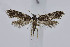  ( - BC_LSNOE_Lep_04238)  @11 [ ] CreativeCommons - Attribution Non-Commercial Share-Alike (2222) Wolfgang Stark Landessammlungen Niederösterreich