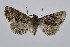  ( - BC_LSNOE_Lep_04268)  @11 [ ] CreativeCommons - Attribution Non-Commercial Share-Alike (2252) Wolfgang Stark Landessammlungen Niederösterreich