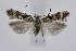  ( - BC_LSNOE_Lep_04387)  @11 [ ] CreativeCommons - Attribution Non-Commercial Share-Alike (2371) Wolfgang Stark Landessammlungen Niederösterreich