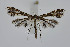  ( - BC_LSNOE_Lep_04510)  @11 [ ] CreativeCommons - Attribution Non-Commercial Share-Alike (2494) Wolfgang Stark Landessammlungen Niederösterreich