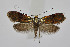  (Nemophora fasciella - BC_LSNOE_Lep_04850)  @11 [ ] CreativeCommons - Attribution Non-Commercial Share-Alike (2024) Wolfgang Stark Landessammlungen Niederösterreich