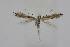  (Phyllocnistis triandricola - BC_LSNOE_Lep_04889)  @11 [ ] CreativeCommons - Attribution Non-Commercial Share-Alike (2024) Wolfgang Stark Landessammlungen Niederösterreich
