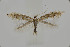 ( - BC_LSNOE_Lep_05554)  @11 [ ] CreativeCommons - Attribution Non-Commercial Share-Alike (2025) Wolfgang Stark Landessammlungen Niederösterreich