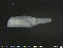  ( - CE19573)  @12 [ ] CreativeCommons - Attribution Non-Commercial Share-Alike (2015) NTNU University Museum, Department of Natural History NTNU University Museum, Department of Natural History