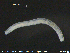  ( - CE19634)  @12 [ ] CreativeCommons - Attribution Non-Commercial Share-Alike (2015) NTNU University Museum, Department of Natural History NTNU University Museum, Department of Natural History