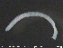  ( - CE19835)  @11 [ ] CreativeCommons - Attribution Non-Commercial Share-Alike (2015) NTNU University Museum, Department of Natural History NTNU University Museum, Department of Natural History