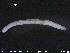  (Marionina - CE20382)  @13 [ ] CreativeCommons - Attribution Non-Commercial Share-Alike (2015) NTNU University Museum, Department of Natural History NTNU University Museum, Department of Natural History