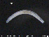  ( - CE20383)  @12 [ ] CreativeCommons - Attribution Non-Commercial Share-Alike (2015) NTNU University Museum, Department of Natural History NTNU University Museum, Department of Natural History