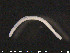  (Buchholzia - CE20413)  @12 [ ] CreativeCommons - Attribution Non-Commercial Share-Alike (2015) NTNU University Museum, Department of Natural History NTNU University Museum, Department of Natural History