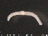  ( - CE20501)  @11 [ ] CreativeCommons - Attribution Non-Commercial Share-Alike (2015) NTNU University Museum, Department of Natural History NTNU University Museum, Department of Natural History