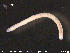 ( - CE20504)  @12 [ ] CreativeCommons - Attribution Non-Commercial Share-Alike (2015) NTNU University Museum, Department of Natural History NTNU University Museum, Department of Natural History