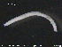  ( - CE20574)  @12 [ ] CreativeCommons - Attribution Non-Commercial Share-Alike (2015) NTNU University Museum, Department of Natural History NTNU University Museum, Department of Natural History
