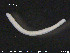  ( - CE20575)  @12 [ ] CreativeCommons - Attribution Non-Commercial Share-Alike (2015) NTNU University Museum, Department of Natural History NTNU University Museum, Department of Natural History